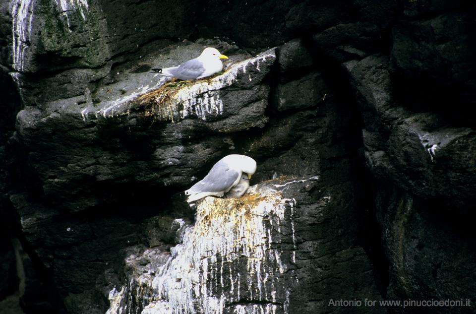 ISLANDA Meraviglie della natura 048R97-166 Pin.jpg